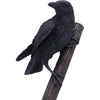 Raven on Hammer of the Gods